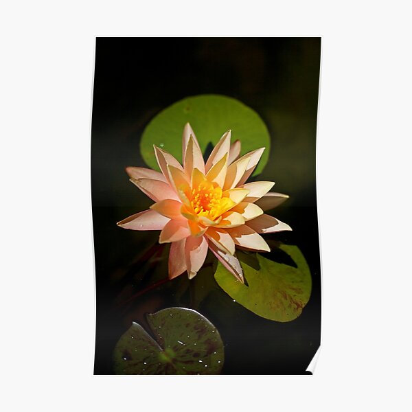 Water Lily in Pond Poster