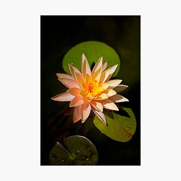 Water Lily in Pond Photographic Print