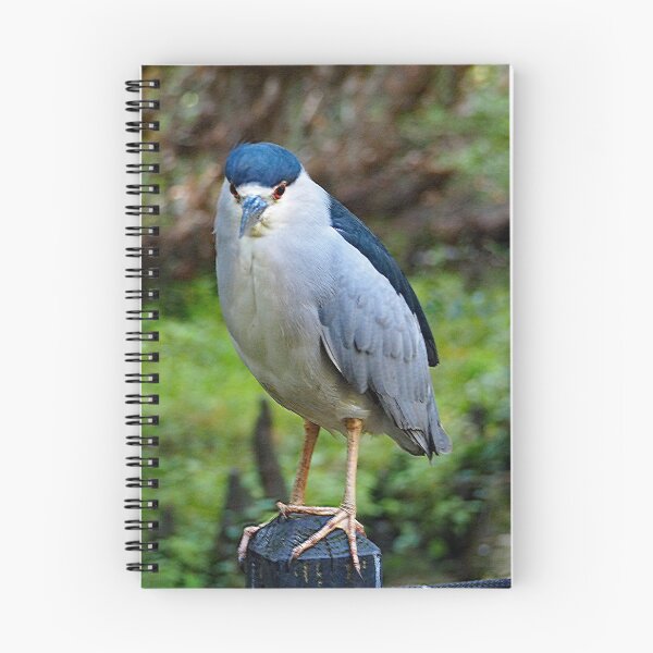 Item preview, Black Crowned Night Heron 277 designed and sold by Strawflower Oasis.