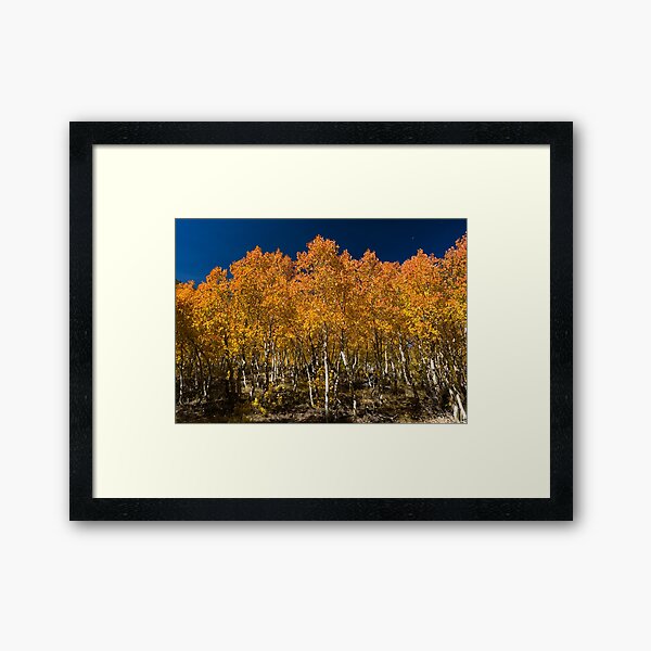 Aspens on Fire Framed Art Print