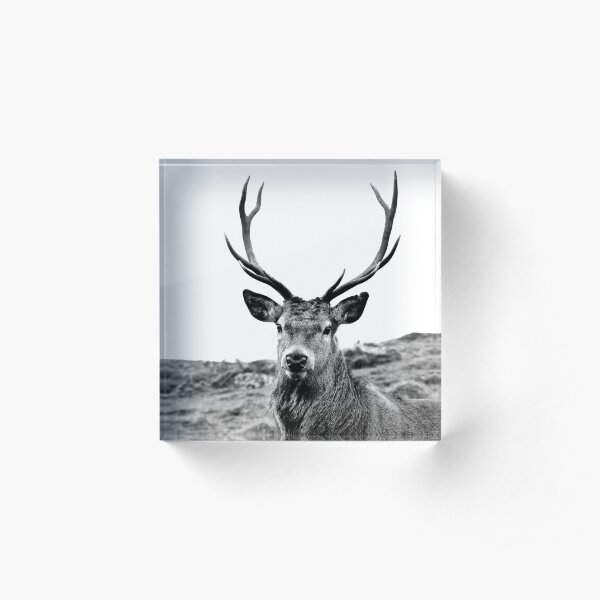 European Red Stag - b/w Acrylic Block