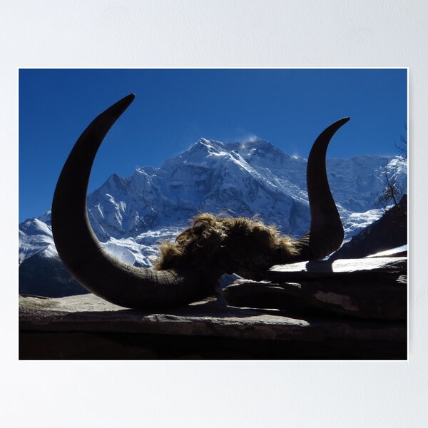 Item preview, Yak Skull, Ghyaru, Nepal designed and sold by wiggyofipswich.