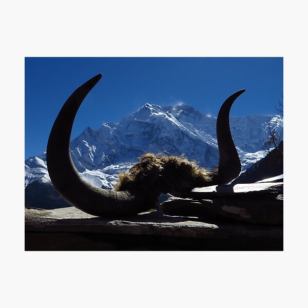 Item preview, Yak Skull, Ghyaru, Nepal designed and sold by wiggyofipswich.