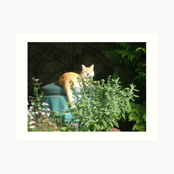 Composted cat Art Print