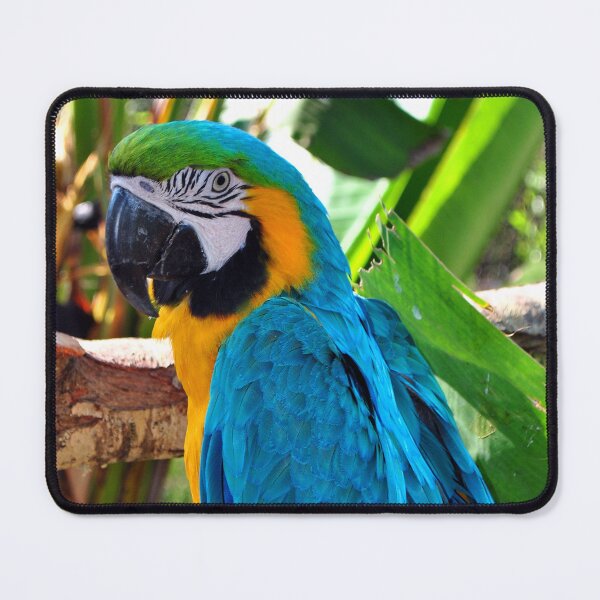 Item preview, Macaw Parrot Yellow And Blue Bird designed and sold by AndyEvansPhotos.