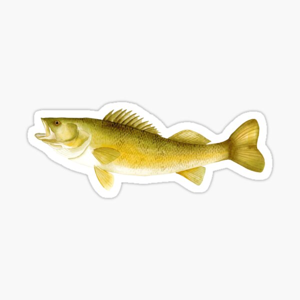 Channel Catfish - Freshwater Fishing Rectangular Sticker