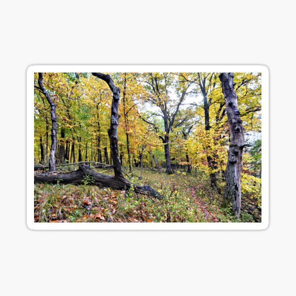 Item preview, Echo Valley Woods designed and sold by LynyrdSky.