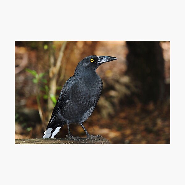 Item preview, currawong at Arthur River  designed and sold by Gaylene Norton.