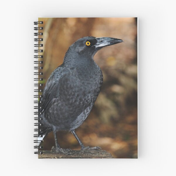 Item preview, currawong at Arthur River  designed and sold by Gaylene Norton.
