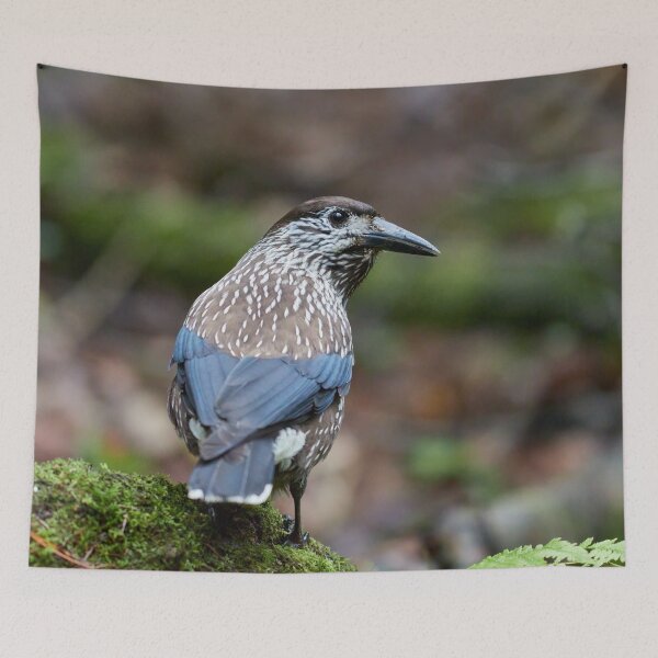Item preview, Backside first. Spotted nutcracker designed and sold by Jouko Lehto Photography.