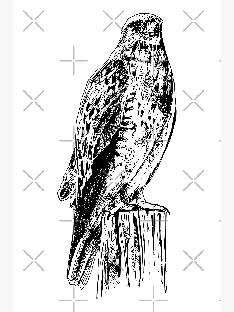 Discover Buzzard bird Premium Matte Vertical Poster