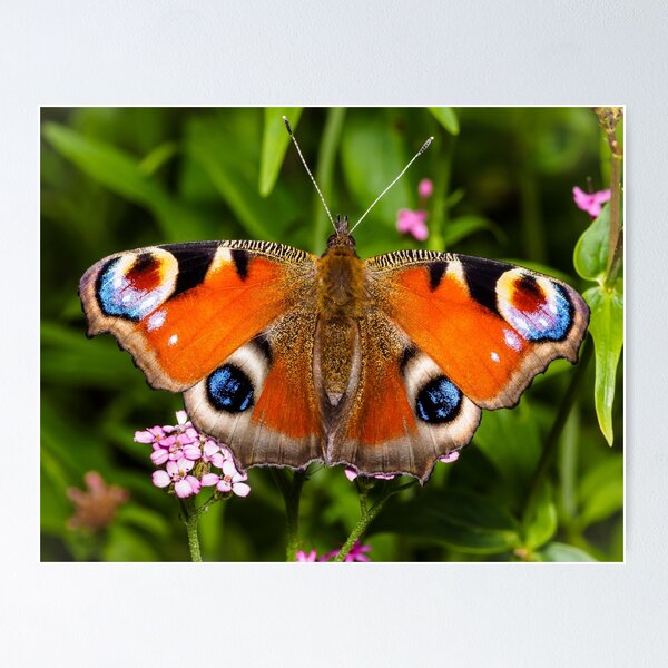 Item preview, The Colourful Peacock Butterfly. designed and sold by Postywood.