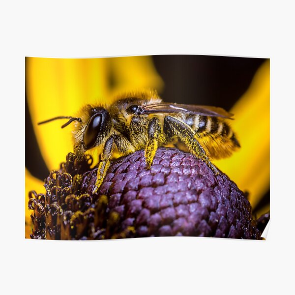 A Honey Bee collecting pollen. Poster