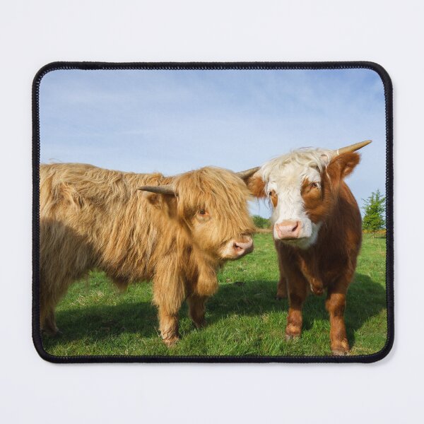 Item preview, Young Highland Cows designed and sold by rawshutterbug.