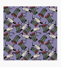 Bin Chicken - Purple Photographic Print