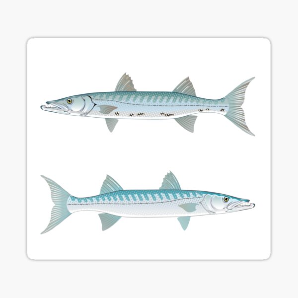 Great Barracuda Cuda Fishing Wildlife Saltwater Fish Art Vector