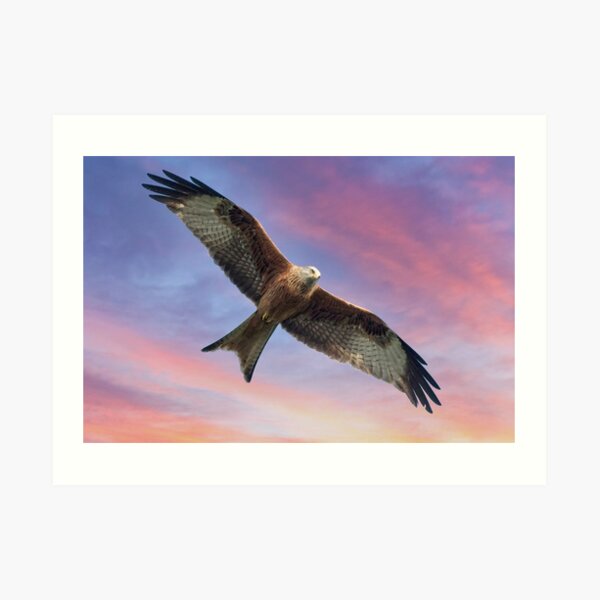 "Soaring Red Kite Bird of Prey" Art Print for Sale by MartynUK Redbubble