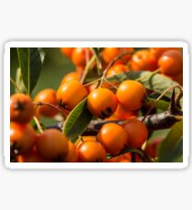 Mountain ash Sticker