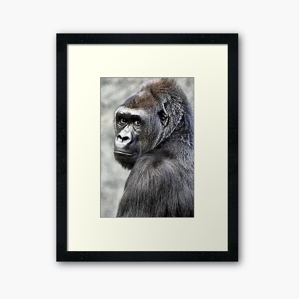 GORILLA Framed Art Print