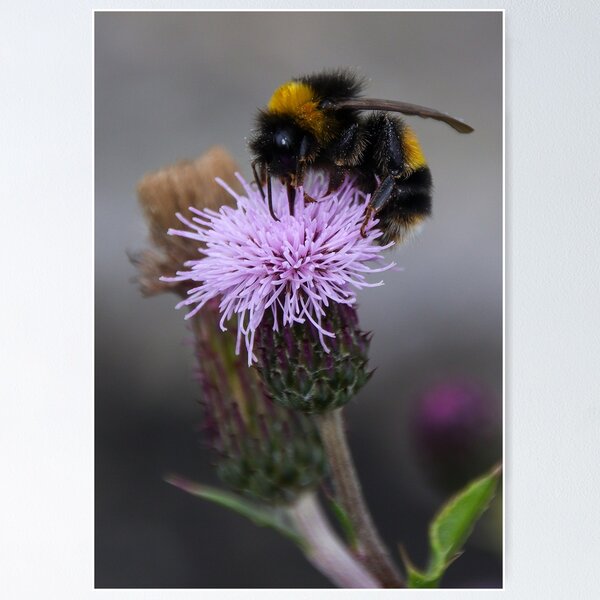 Item preview, Bumble Bee Thistle Macro Botanical Photography designed and sold by OnHeathAndMoor.