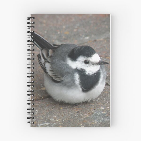 Item preview, Pied Wagtail on pavement Photograph designed and sold by naturegallery.