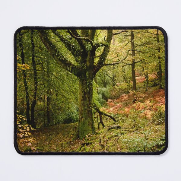 Item preview, Autumn shades in Skelghyll Woods designed and sold by John Dunbar.