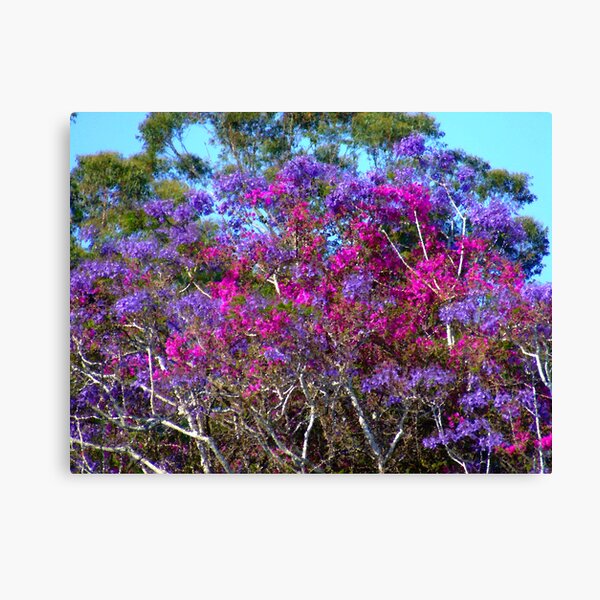 "Gums,Jacaranda& Bougainvillaea" Canvas Print