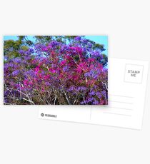 "Gums,Jacaranda& Bougainvillaea" Postcards