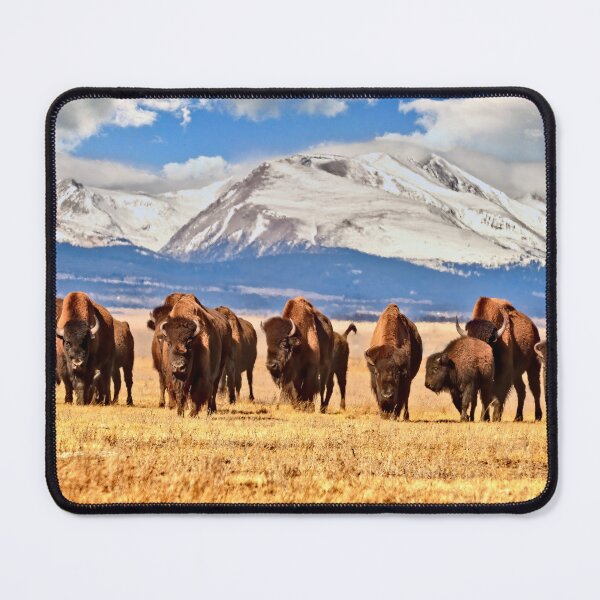 Item preview, American Bison are Grazing in a Field in Colorado, Surrounded by Mountains Covered in Snow designed and sold by Rocky Mountain Artistry.