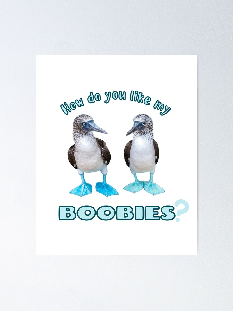 I Love Boobies Blue Footed Boobie Bird Poster