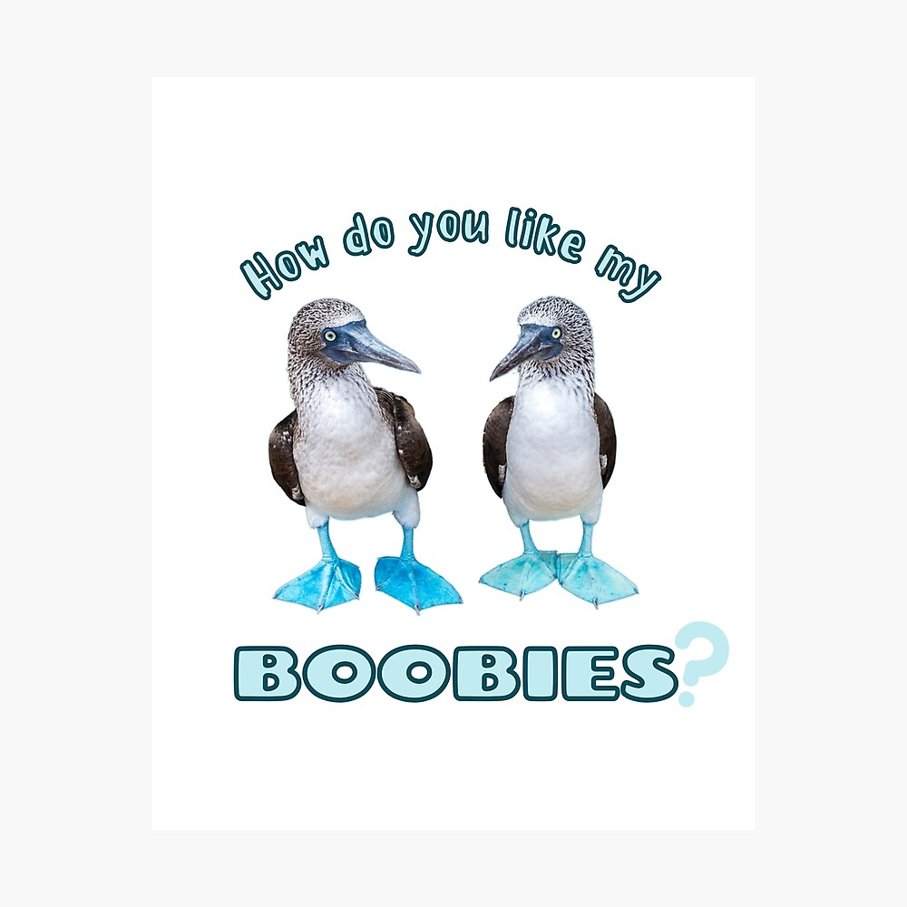 How Do you Like my Blue Footed Boobies