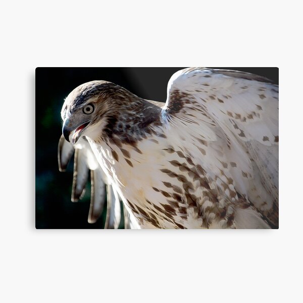 Red Tail Hawk Metal Print