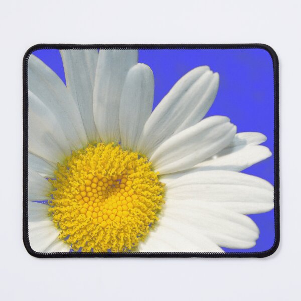 Item preview, White Daisy Flower Close-Up On Electric Blue Background designed and sold by DEC02.