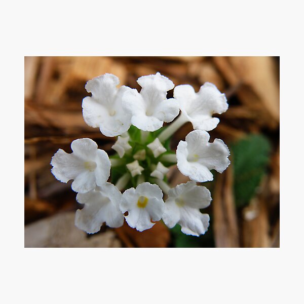 Item preview, White Lantana designed and sold by Luann Gingras.