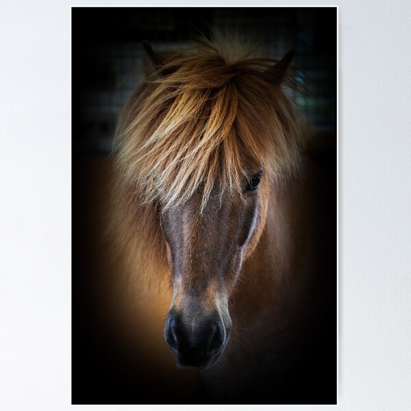 Item preview, Icelandic Pony designed and sold by AndyFayeImagery.