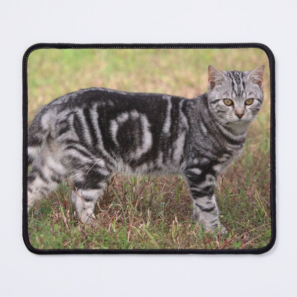 Item preview, Grey Tabby Cat designed and sold by SweepingShadows.