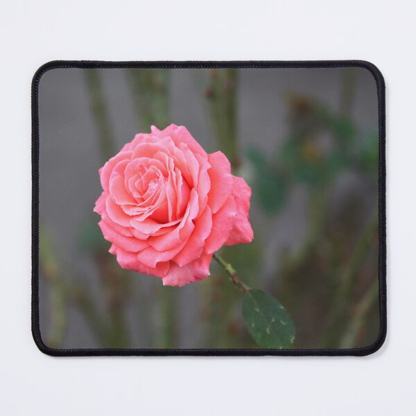 Item preview, Gorgeous Light Pink Rose Flower designed and sold by SweepingShadows.