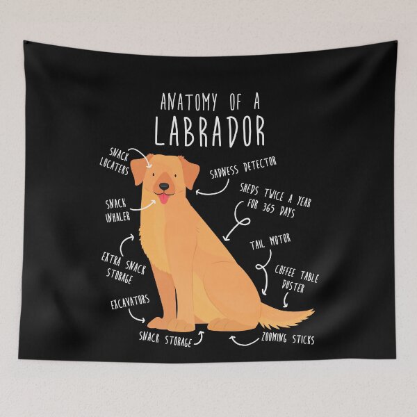 Item preview, Yellow Labrador Retriever Dog Anatomy designed and sold by Clara Hollins.