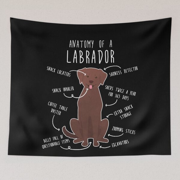 Item preview, Chocolate Labrador Retriever Dog Anatomy designed and sold by Clara Hollins.