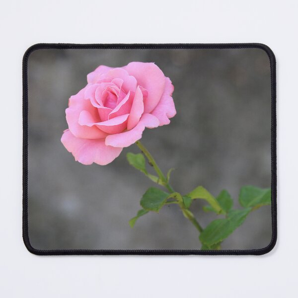 Item preview, Delicate Light Pink Rose designed and sold by SweepingShadows.