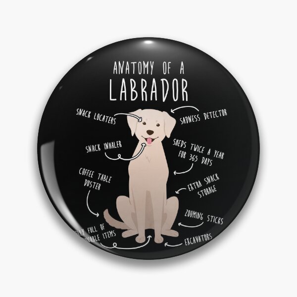 Item preview, Yellow Labrador Retriever Dog Anatomy designed and sold by Clara Hollins.