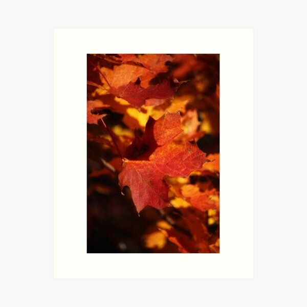 Autumn Maple Art Print