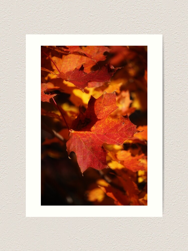 Alternate view of Autumn Maple Art Print