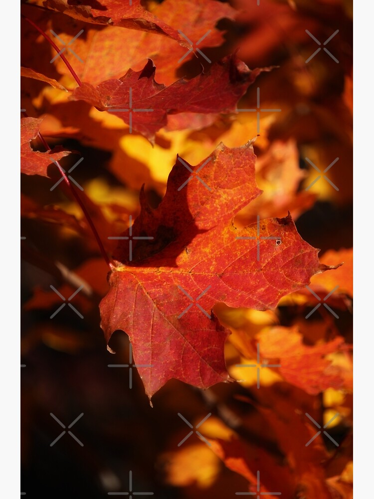 Autumn Maple by debfaraday