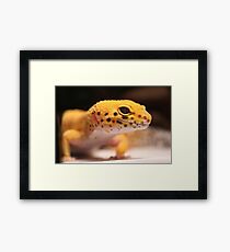Leopard Gecko, Mandarin Framed Print