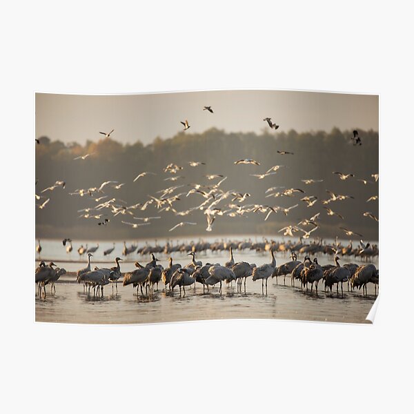 Common Cranes at sunrise Poster