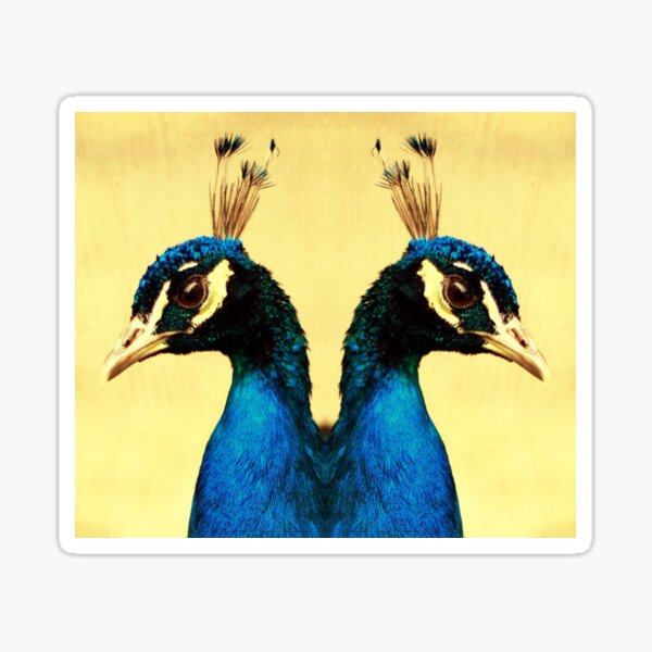 Pavo Stickers Redbubble