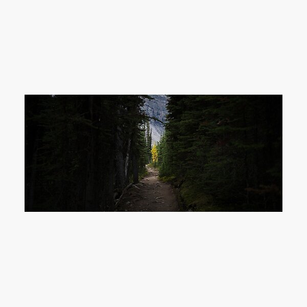 The Larch at the End of the Tunnel Photographic Print