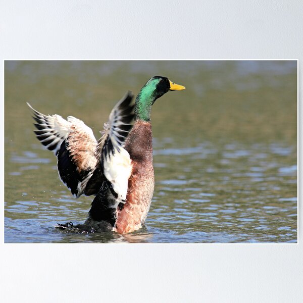 Item preview, Going Quackers designed and sold by Rod Brunker.