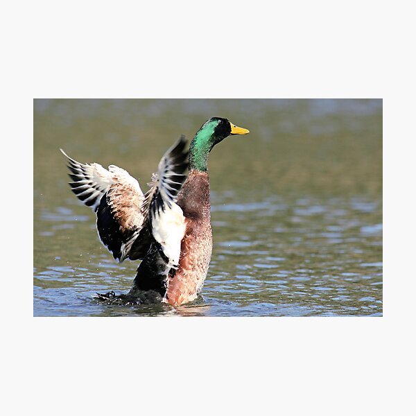 Item preview, Going Quackers designed and sold by Rod Brunker.